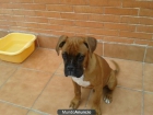 VENDO BOXER CON 3 MESES - mejor precio | unprecio.es