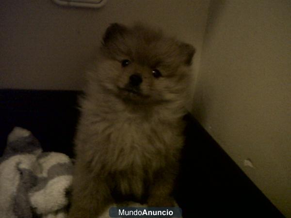 VENDO CACHORRO POMERANIA LULU