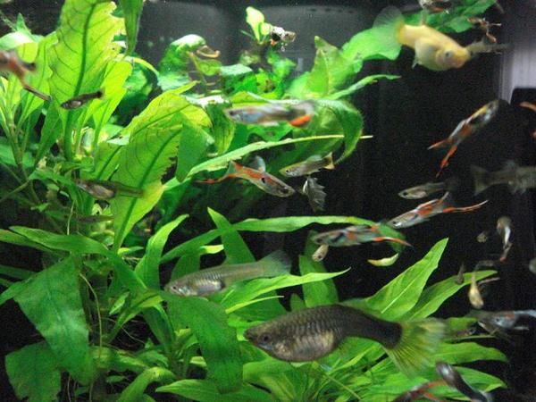 VENDO GUPPYS  A 1