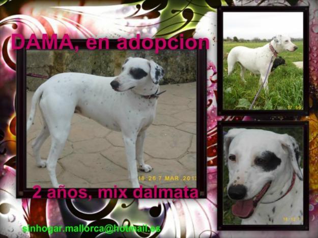 Hembra MIx dalmata en Adopción