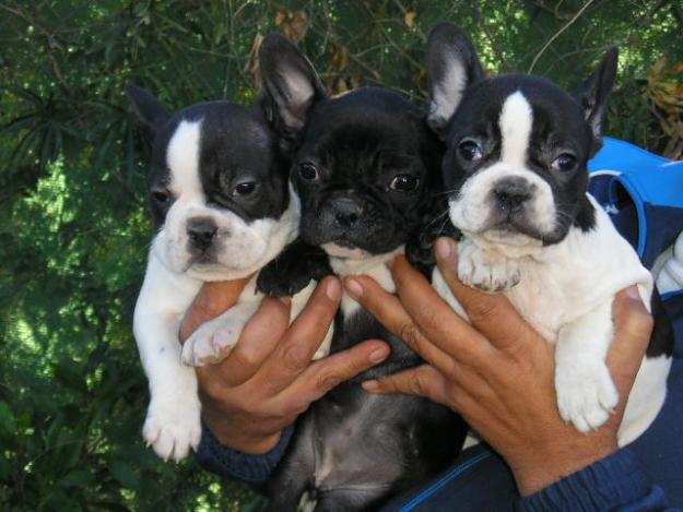 CACHORROS DE BULLDOG FRANCES