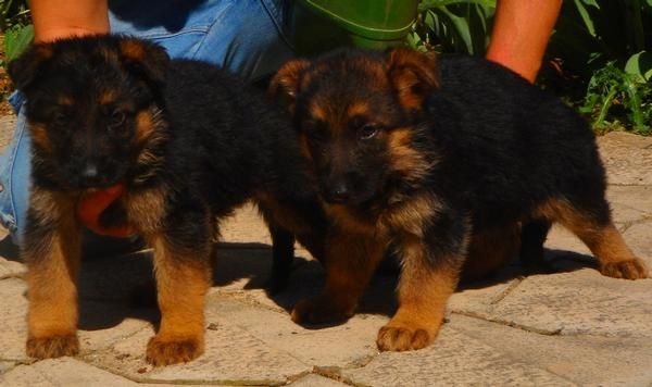 CACHORROS DE PASTOR ALEMAN 600