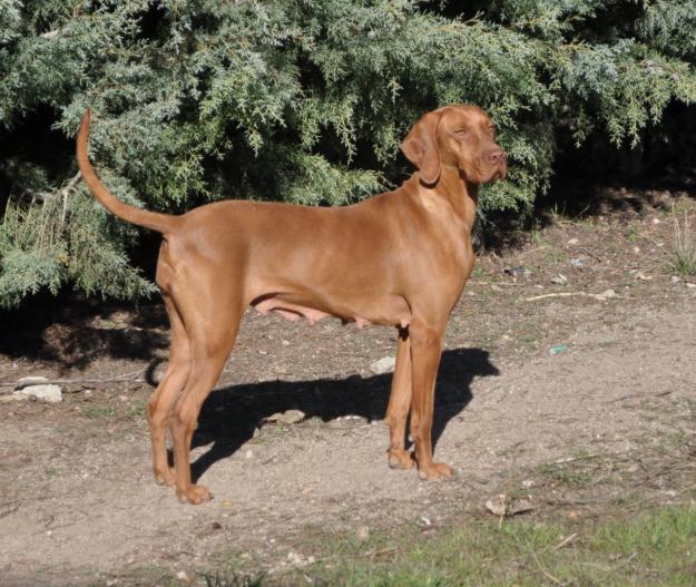 Cachorros de Vizsla(braco Hungaro)