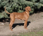 Cachorros de Vizsla(braco Hungaro) - mejor precio | unprecio.es