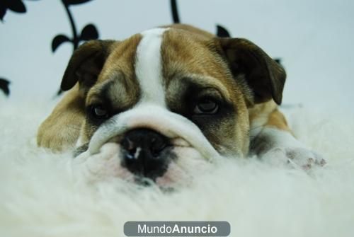 Camada bulldog Ingles Excelentes Cachorritos Disponibles