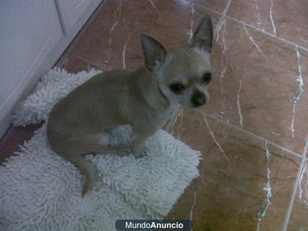 Chihuahua para monta