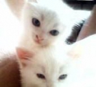 gatitas de dos meses en adopcion, x angora - mejor precio | unprecio.es