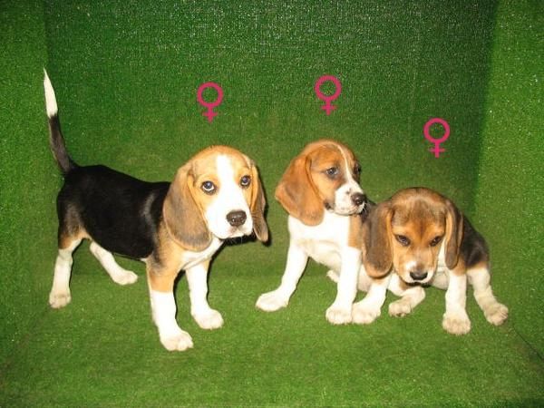 VENDEMOS PRECIOSOS CACHORRITOS DE BEAGLES PRECIO 190 EUROS : ) )