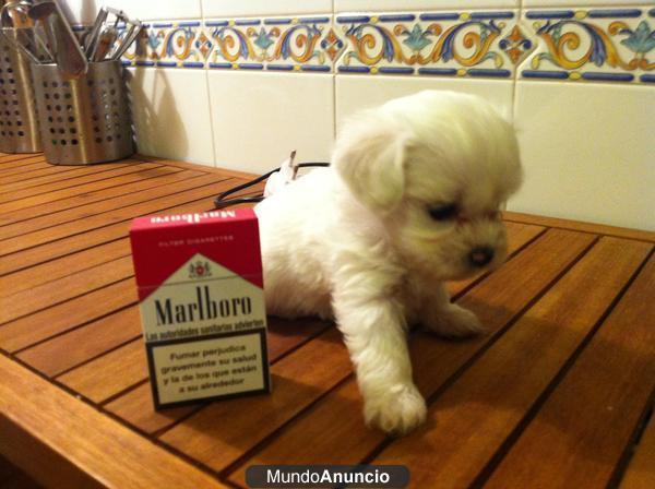 cachorros de bichón maltés