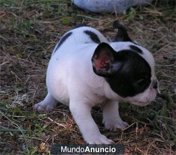 Cachorros de Bulldog frances