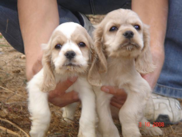 Cachorros de Cocker americano