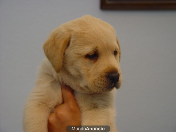 cachorros de labrador de 2 meses con pedigree, 390 euros.