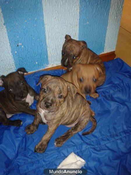 cachorros de staffordshire bull terrier