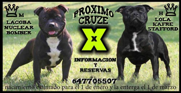 camada de staffordshire bull terrier