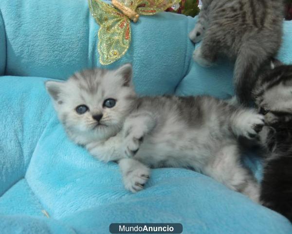 En venta gatitos British shorthair, silver-tabby