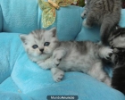 En venta gatitos British shorthair, silver-tabby - mejor precio | unprecio.es