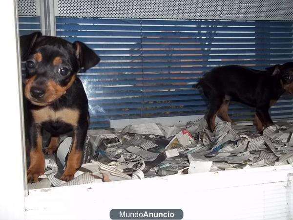 Mini pinscher machos y hembras a 288 euros