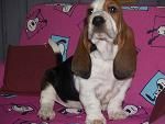 preciosa camada de basset hound