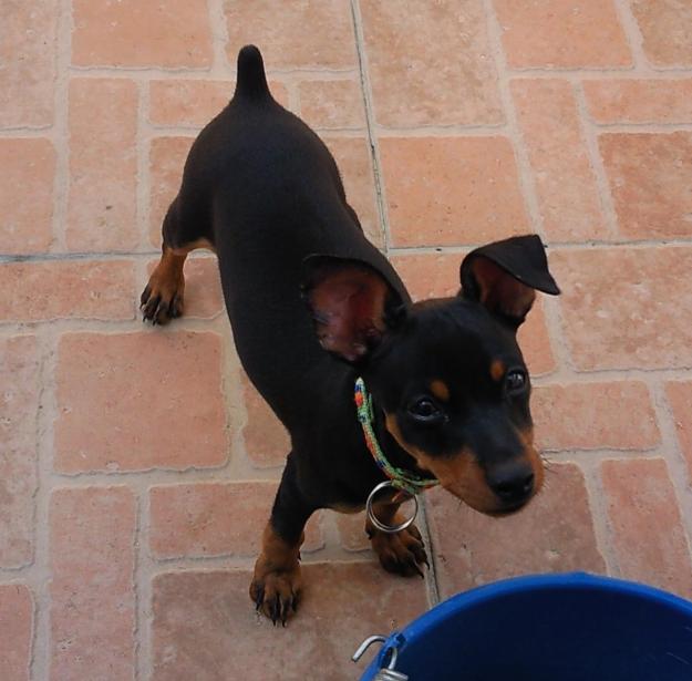 vendo pinscher enano