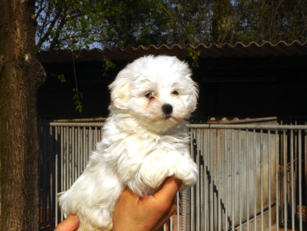 bichon maltés cachorros