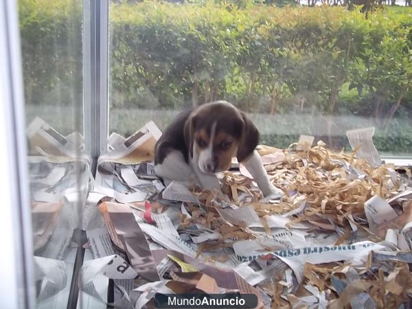 Beagles machos y hembras a 295 euros