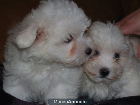 Bichón Maltés, garantia sanitaria de 5 Años