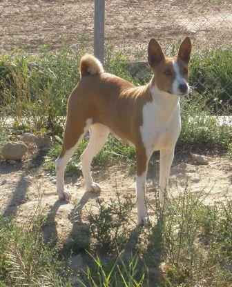 Camada de Basenji