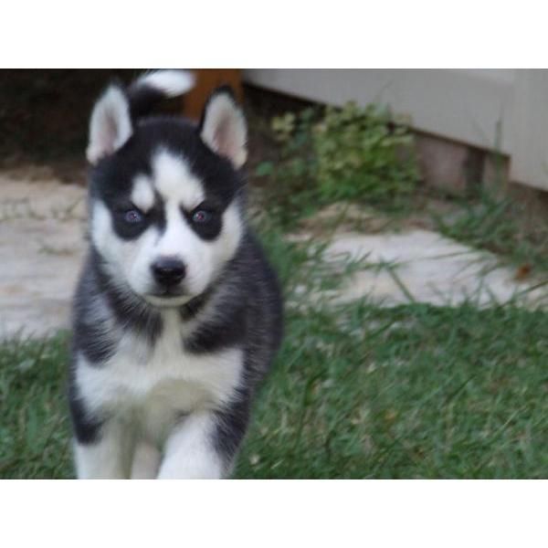 HUSKYS SIBERIANOS - cachorros preciosos - 450   PEDIGREE