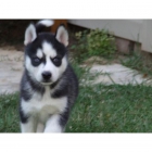 HUSKYS SIBERIANOS - cachorros preciosos - 450 PEDIGREE - mejor precio | unprecio.es