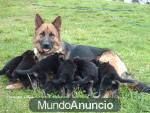 Impresionantes cachorros de pastor aleman con 2 meses