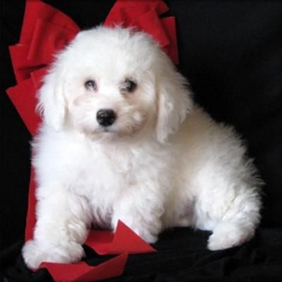 PERRITO BICHON FRISE