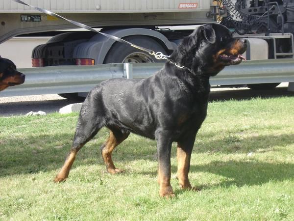 rottweiler semental aleman disponible