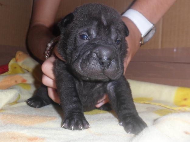 SHAR PEI BEBES