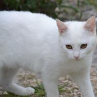 WHITE gata que necesita adopcion, se ha quedado solita