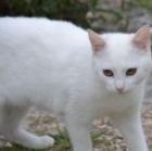 WHITE gata que necesita adopcion, se ha quedado solita - mejor precio | unprecio.es