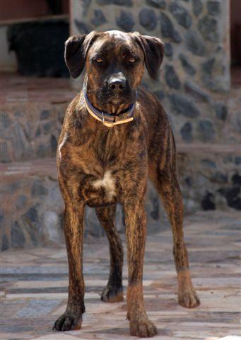 ASNO, CACHORRÓN QUE LLEVA MUCHO TIEMPO REFUGIADO