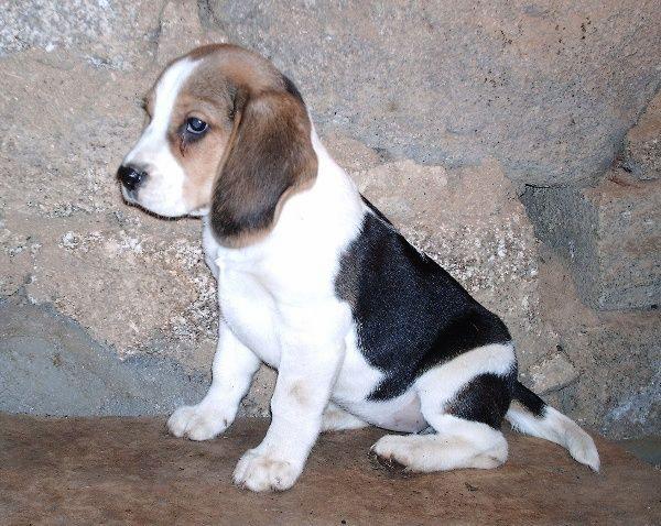 Beagle, última cachorrita disponible