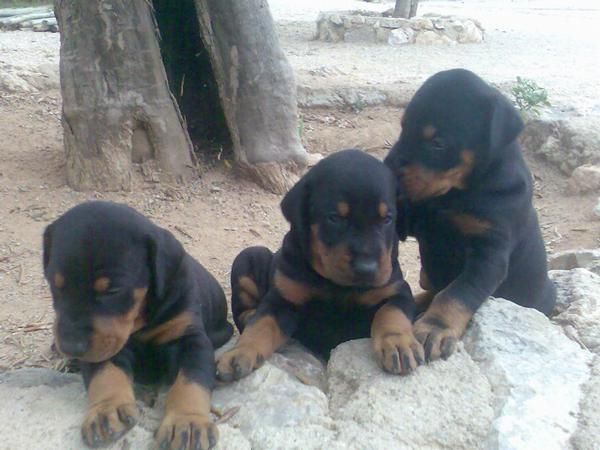 cachorros dobermanns la reserva