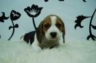 camada de beagle!! estupendos cachorros-disponemos de machos y hembras - mejor precio | unprecio.es