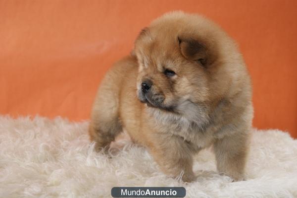 Chow Chow Chatos y Peludos cachorros Listos para entregar !!!