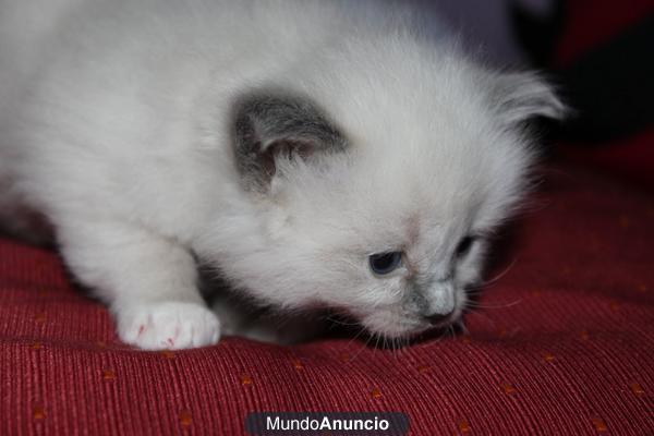 Gatitos Ragdoll con pedigree