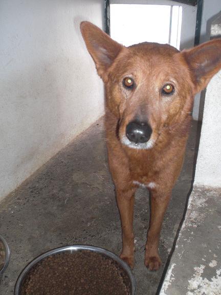 Perro mediano-grande, terrible historia urgente