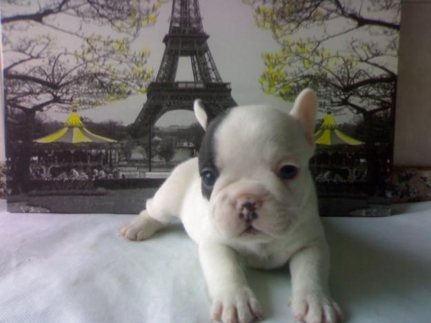 preciosa camada de bulldog frances