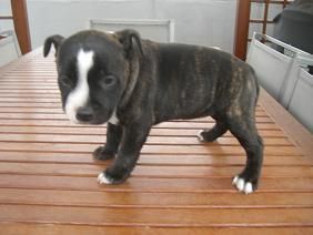 Staffordshire bull terrier