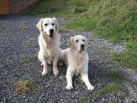 Zintziri golden retriever-proxima camada golden retriever