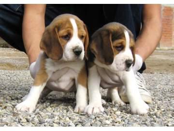 BEAGLE CAMADA DISPONIBLE