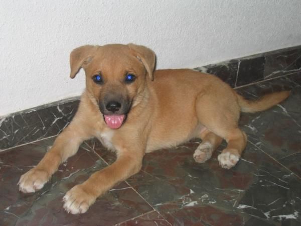 Cachorrita de casi 3 meses