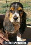 cachorros de basset hound, rastredator