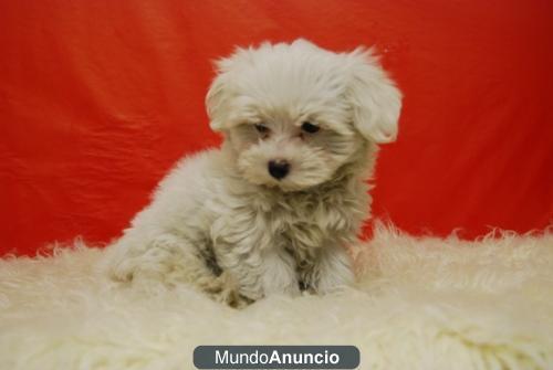 Camada de Maltes , perritos de muy poco tamaño. dos meses