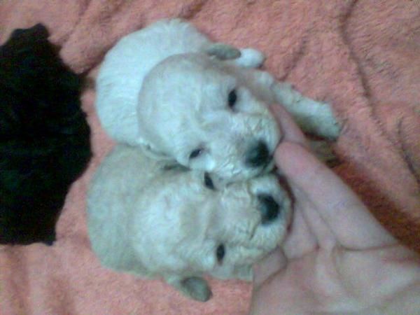 caniche enana hembra blanca muy bonita con dos meses